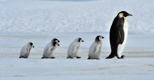 نزهة مع حيواني المفضل by Shahinda Ibrahim - Ourboox.com