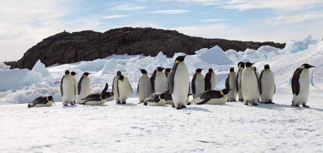 نزهة مع حيواني المفضل by Shahinda Ibrahim - Ourboox.com