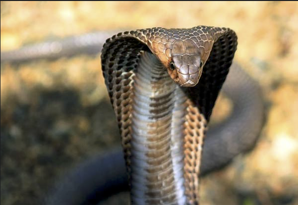 ثعبان by shaikha mohamed - Ourboox.com