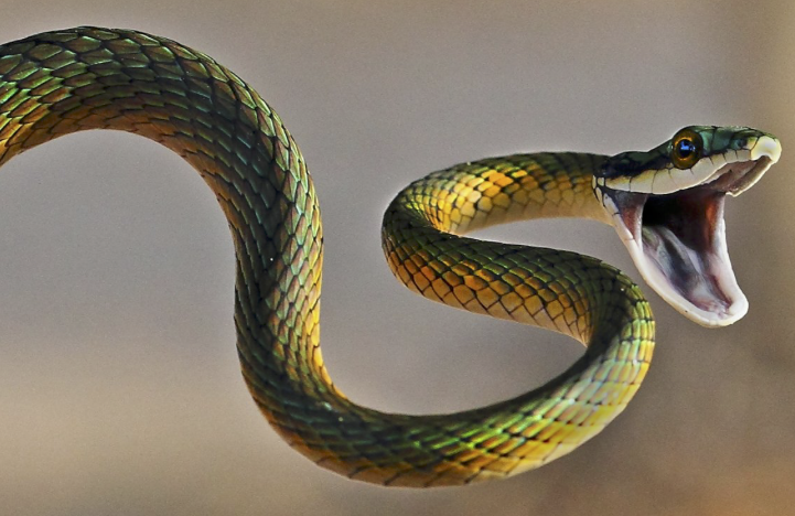 ثعبان by shaikha mohamed - Ourboox.com