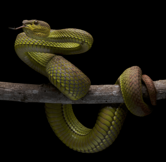 ثعبان by shaikha mohamed - Ourboox.com