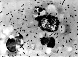 اخطر فيروسات في التاريخ. by Raghad Taya - Illustrated by رغد تايه - Ourboox.com