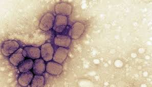 اخطر فيروسات في التاريخ. by Raghad Taya - Illustrated by رغد تايه - Ourboox.com