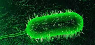 اخطر فيروسات في التاريخ. by Raghad Taya - Illustrated by رغد تايه - Ourboox.com