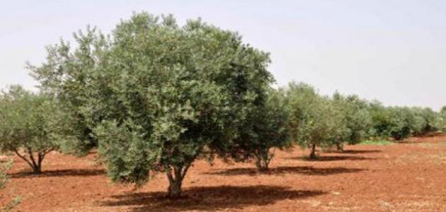 الرامة by Yara Hanna - Ourboox.com