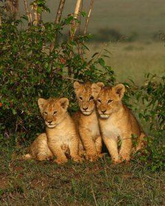 Born Free by Roaa - Illustrated by Roaa Zoabi - Ourboox.com