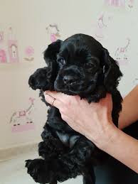 Minu pere ja kodu lood by delisa lass - Ourboox.com