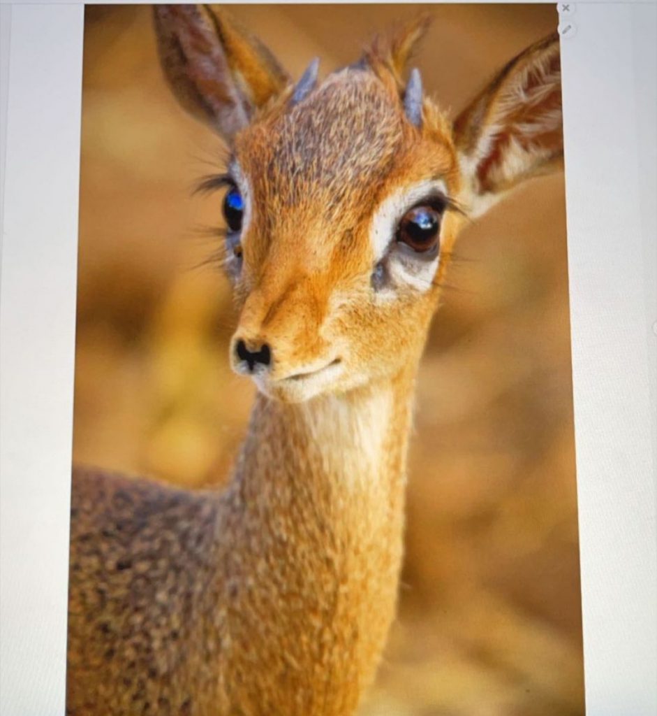 حيواني المفضل by ...... - Ourboox.com