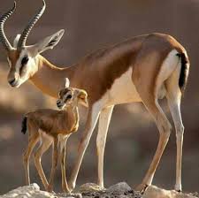 حيواني المفضل by ...... - Ourboox.com