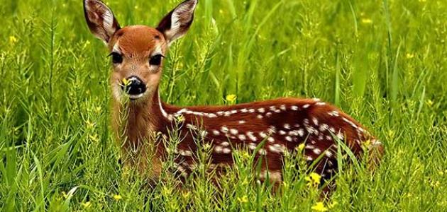 حيواني المفضل by ...... - Ourboox.com