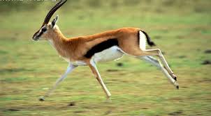 حيواني المفضل by ...... - Ourboox.com