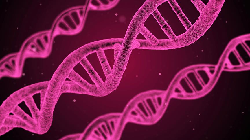 DNA larımızın yapısı