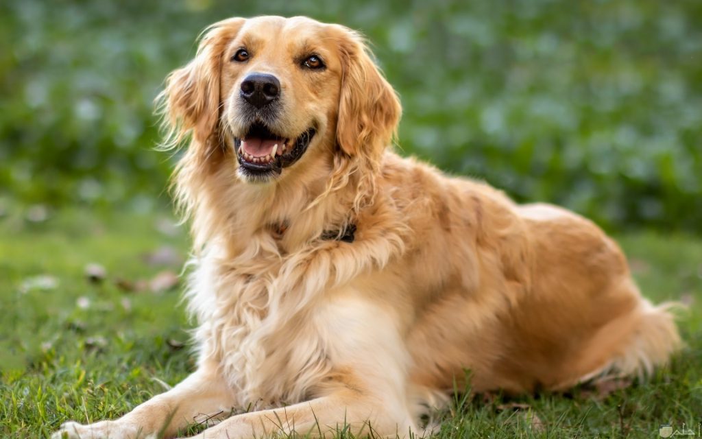 الكلاب الاليفة by amir khoury - Ourboox.com