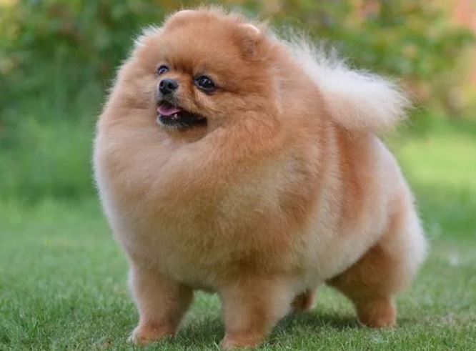 الكلاب الاليفة by amir khoury - Ourboox.com