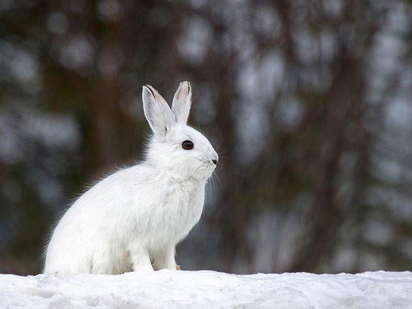 גלגלים by Farah Naarani - Illustrated by פרח נעראני - Ourboox.com