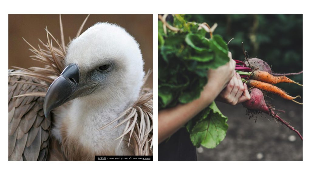 עבודת שורשים – בת אל by BATEL - Ourboox.com