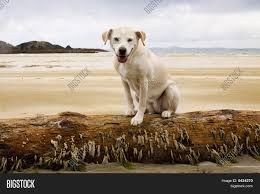 A Dog on a Log by zakia - Ourboox.com