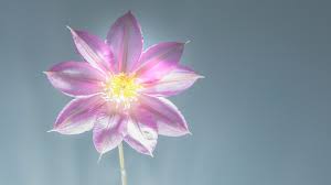 Dictionary by Ahmet Kayra YILDIZ - Ourboox.com