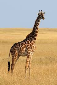 Dictionary by Ahmet Kayra YILLDIZ - Ourboox.com