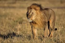 Dictionary by Ahmet Kayra YILLDIZ - Ourboox.com