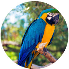 Dictionary by Ahmet Kayra YILLDIZ - Ourboox.com