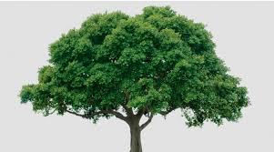 Dictionary by Ahmet Kayra YILLDIZ - Ourboox.com