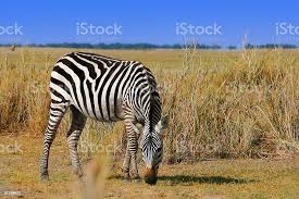 Dictionary by Ahmet Kayra YILLDIZ - Ourboox.com