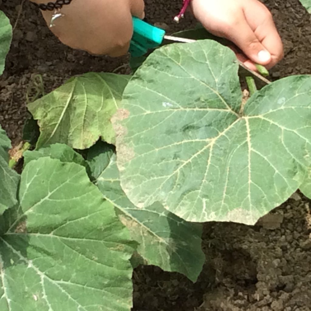 PITI hekayəsi by Mehriban Huseynova - Ourboox.com