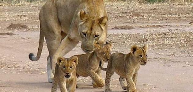 مهمة اداء 2 by Alghala abdulla - Ourboox.com