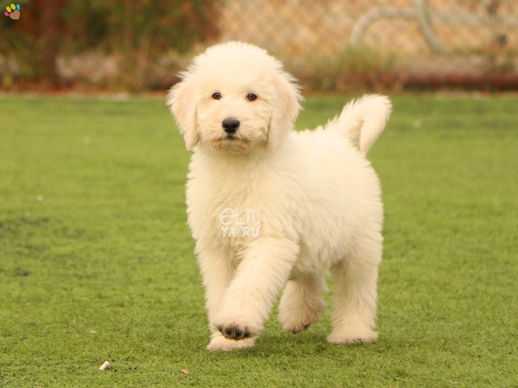 köpekler by Beren - Ourboox.com