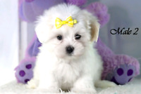 köpekler by Beren - Ourboox.com