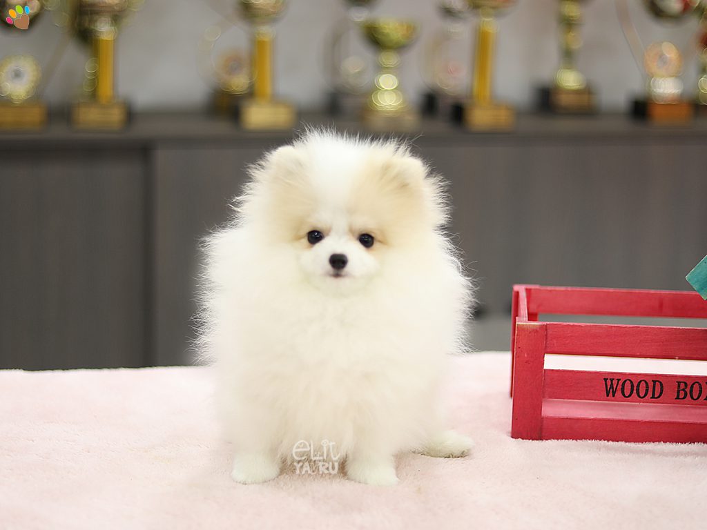 köpekler by Beren - Ourboox.com