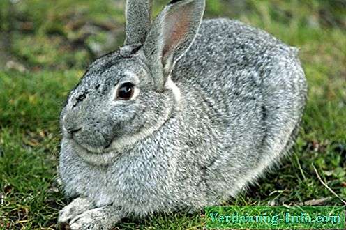 הארנב האיום by asmaa - Illustrated by אסמאא גזאלין - Ourboox.com