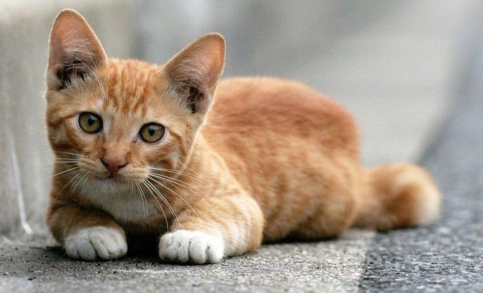 hayvanlar by Esma Nur EKİLSİN - Ourboox.com