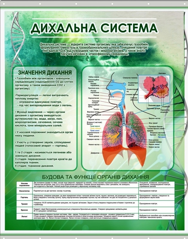 Підручник з біології by mariya krikushenko - Ourboox.com