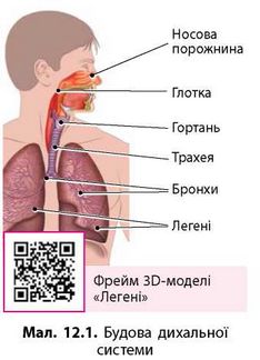 Перейшовши за кодом, можна переглянути 3-D модель легень
