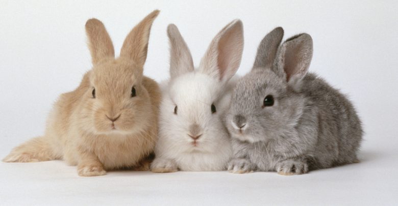 גלגלים by Farah Naarani - Illustrated by פרח נעראני - Ourboox.com