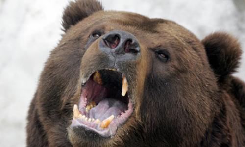 הדובנים by halal - Ourboox.com