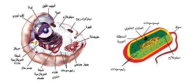 مشروع الخلية by mais - Illustrated by ميس ياسين,محمد عرابي,ملاك حمود - Ourboox.com