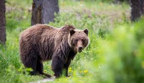 הדובנים by halal - Ourboox.com