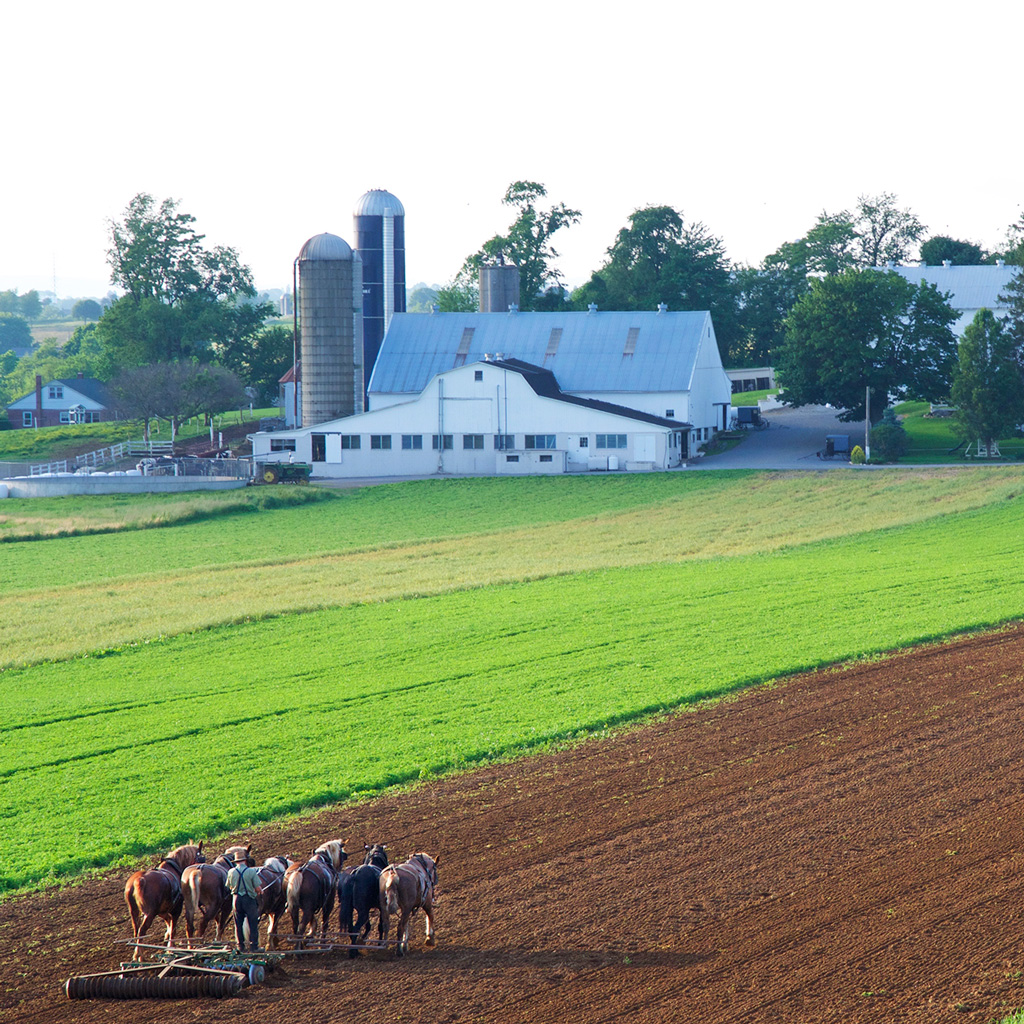 The Amish way of life by maayan shunim - Ourboox.com