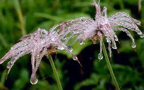 NEMİN HAYATIMIZDAKİ YERİ by Çınar Akkaya - Ourboox.com