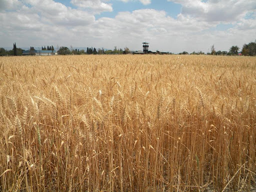 The Amish by Tal Tropper - Illustrated by Carmel and Tal - Ourboox.com