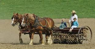 The Amish by hadas engel - Illustrated by Hadas engel, Dolev ben tzur. - Ourboox.com