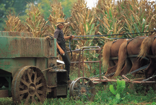 THE AMISH by YAHEL BEN ZION - Illustrated by yahel ben zion,hodaya gabay and yael wertheim - Ourboox.com