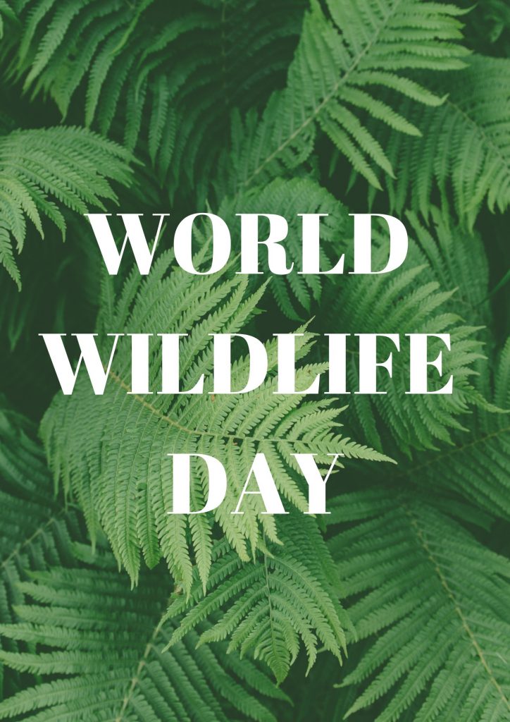 WILD ANIMALS (WORLD WILD LIFE DAY MARCH 3) by Dilek  - Ourboox.com