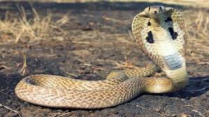 الحيوانات by kareem - Ourboox.com