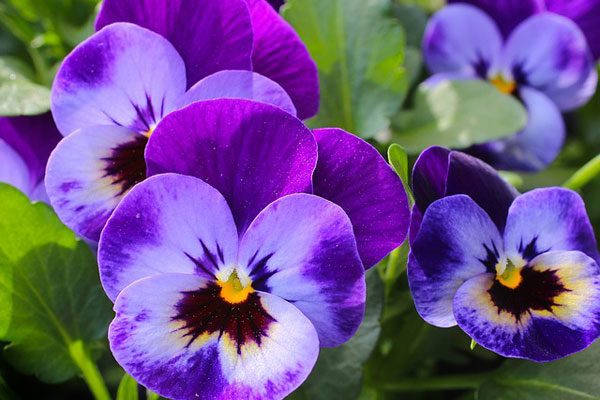 FLOWERS by NİSA ZORLU - Ourboox.com