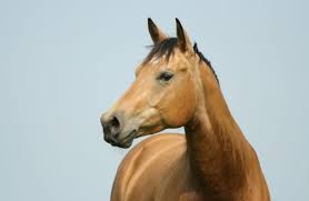 الحيوانات by ibrahemjayosi - Ourboox.com