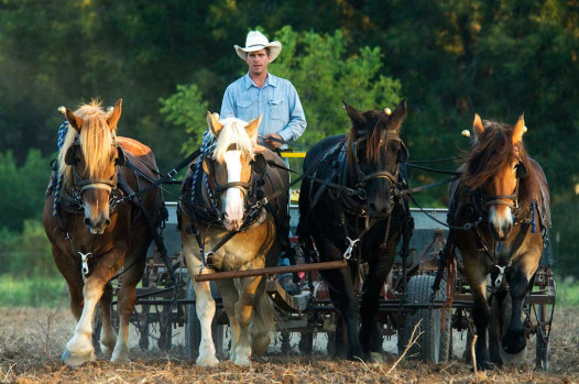 Amish- Shaked&Ori by shaked and ori - Illustrated by shaked and ori - Ourboox.com